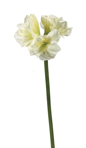 Euroflor | 58562.02 AMARYLLIS STEM L=85cm Euroflor